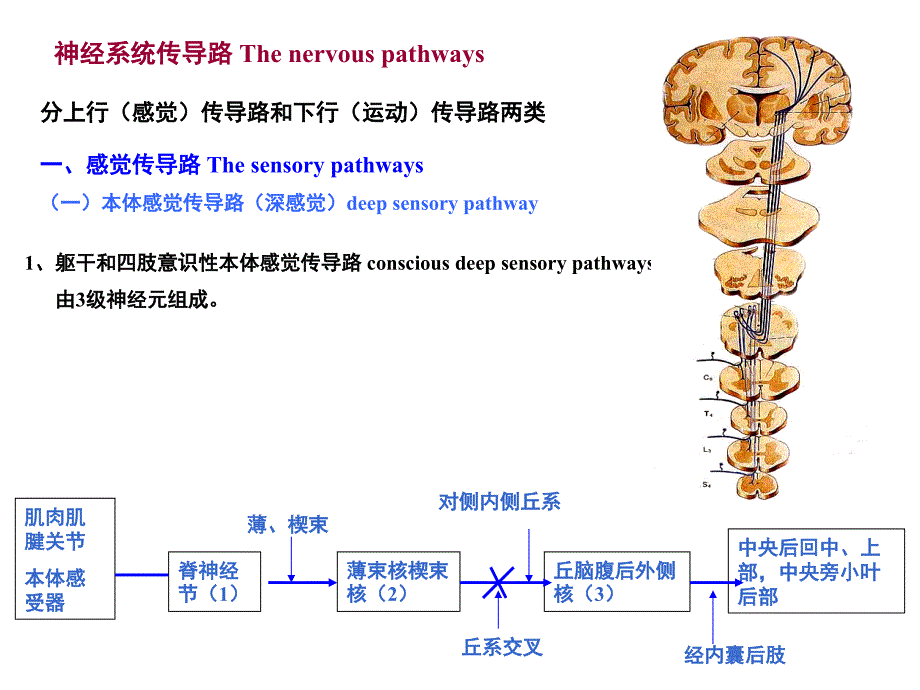 人体解剖学：传导路_第1页