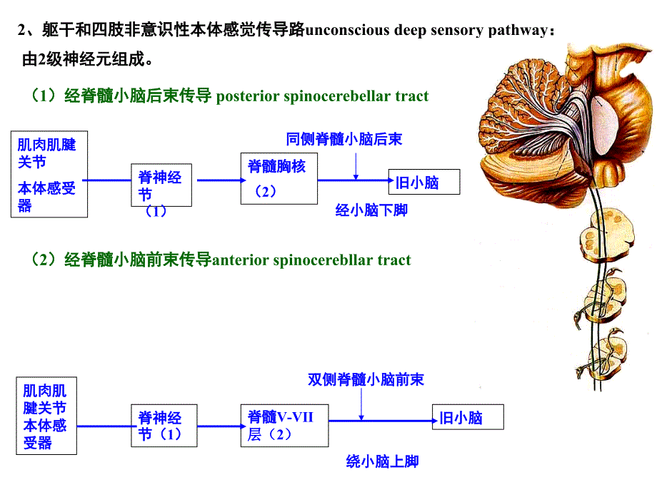 人体解剖学：传导路_第2页