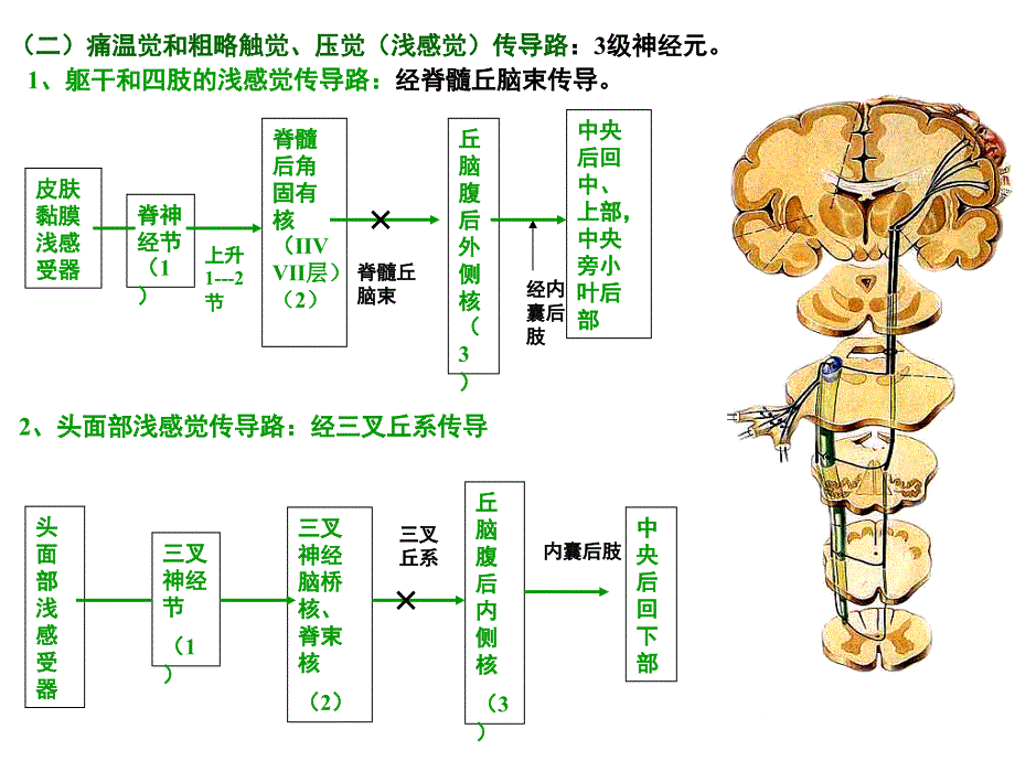 人体解剖学：传导路_第3页