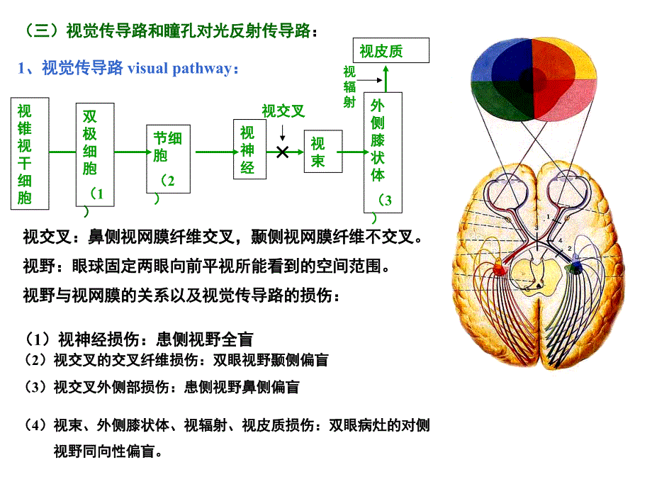 人体解剖学：传导路_第4页