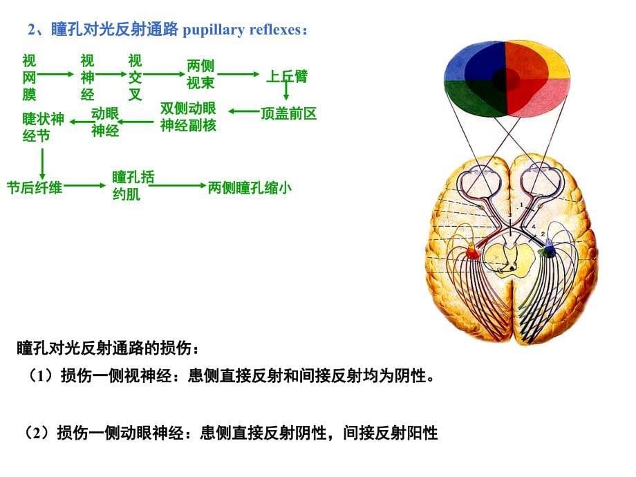 人体解剖学：传导路_第5页