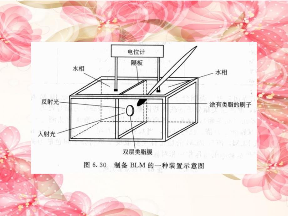 《BLM、脂质体与囊泡》PPT课件_第3页