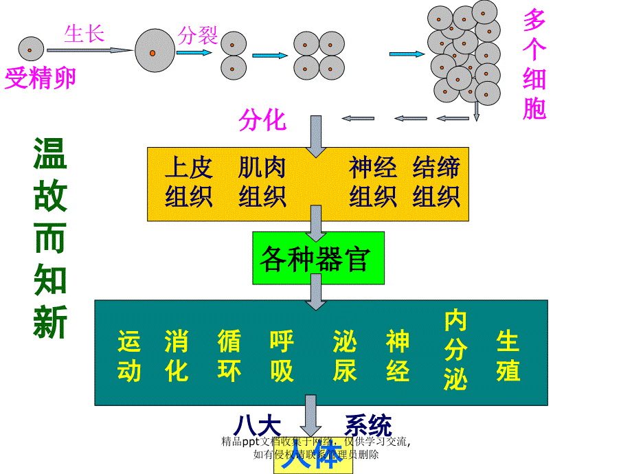 七年级生物第12讲 《植物体的结构层次》课件_第3页