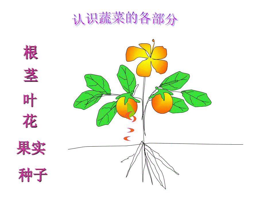 小班蔬菜品种多_第3页