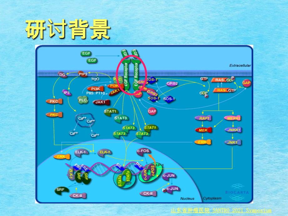 ETCT构建非小细胞肺癌患者EGFR分子影像的初步研究ppt课件_第2页