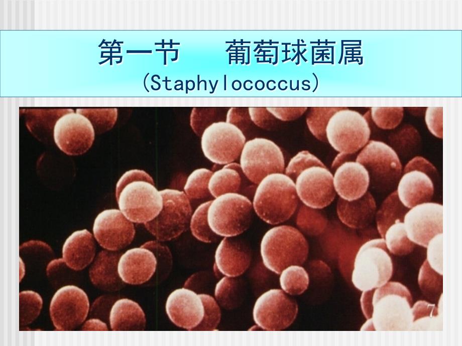 医学课件病原性球菌及检验_第3页