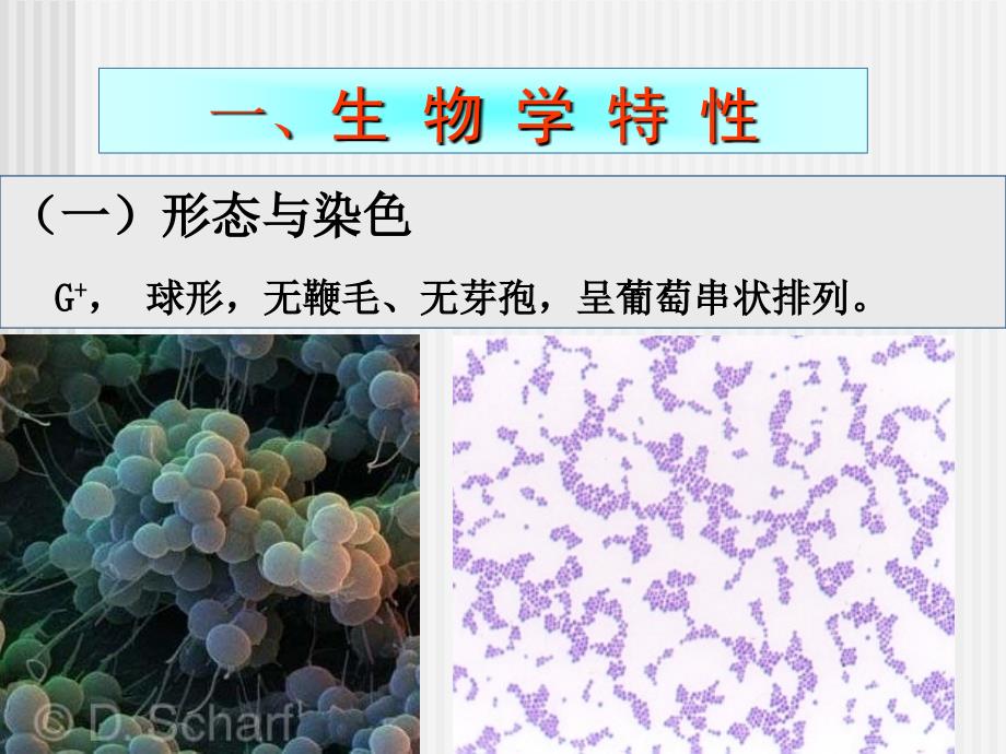 医学课件病原性球菌及检验_第4页