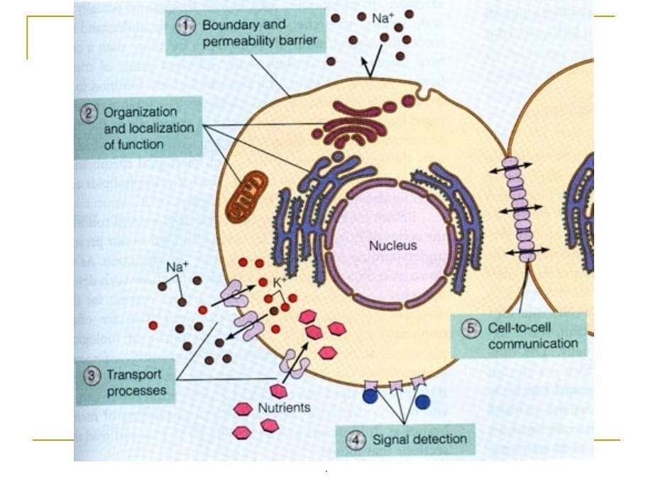 第四章细胞膜的结构_第5页