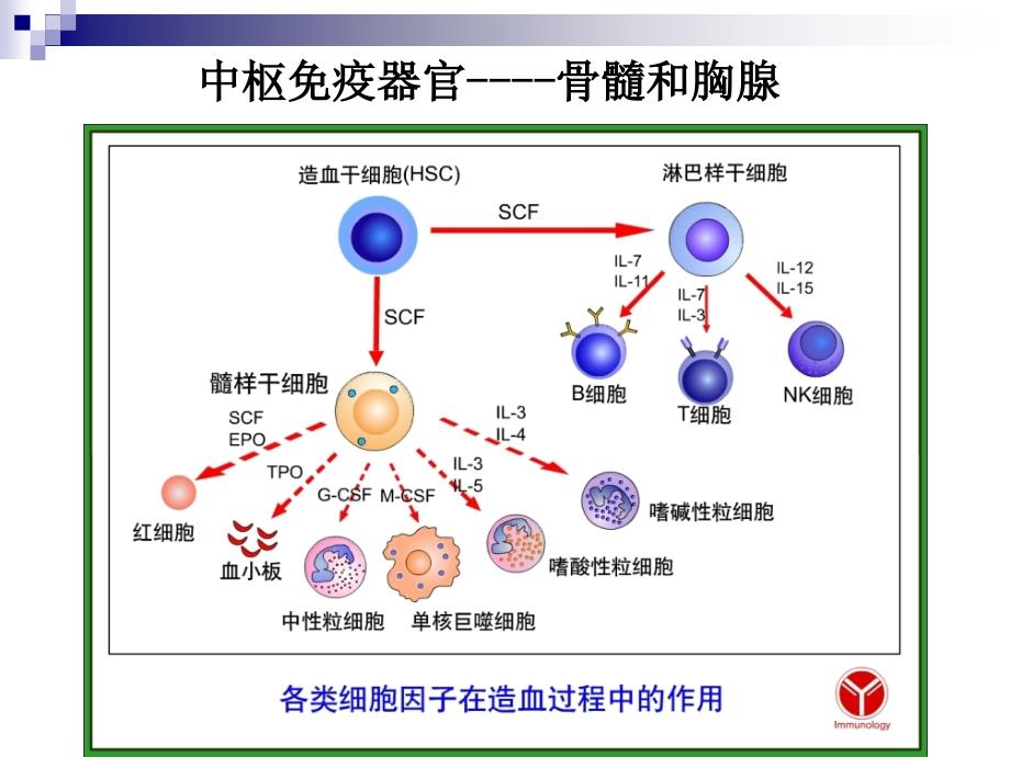 第7章免疫系统_第3页