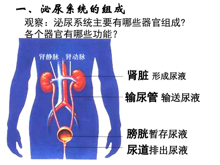 苏教版七下第1章人体内的废物排入环境复习PPT课件_第3页