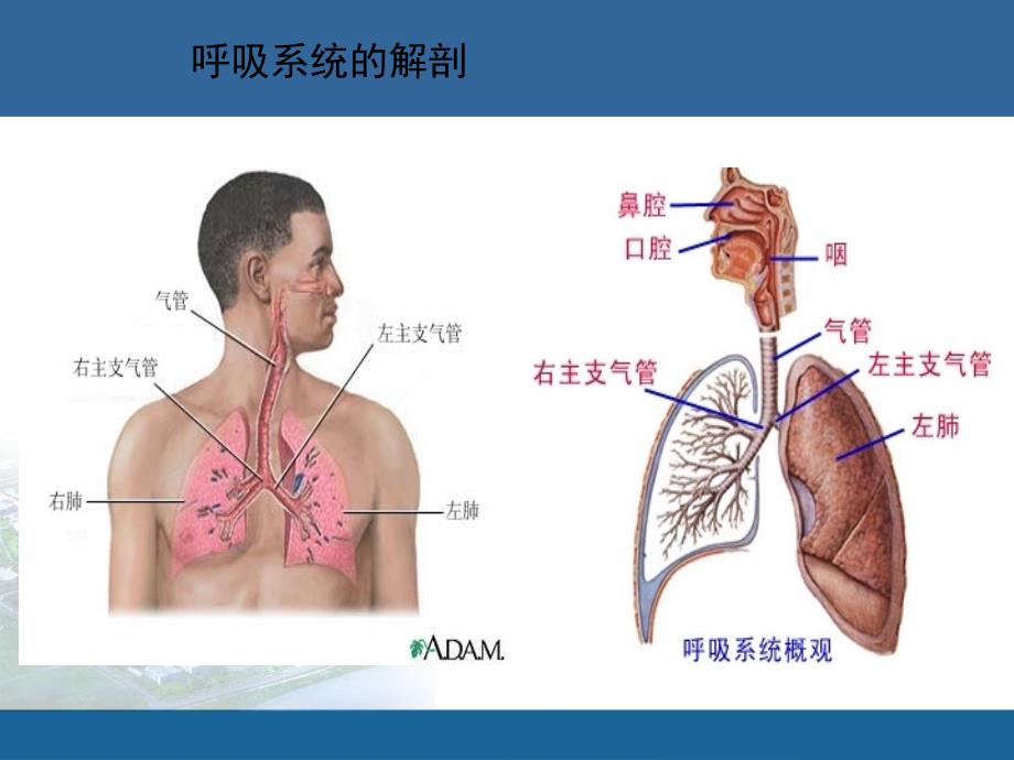 呼吸衰竭及文丘里面罩的应用_第3页