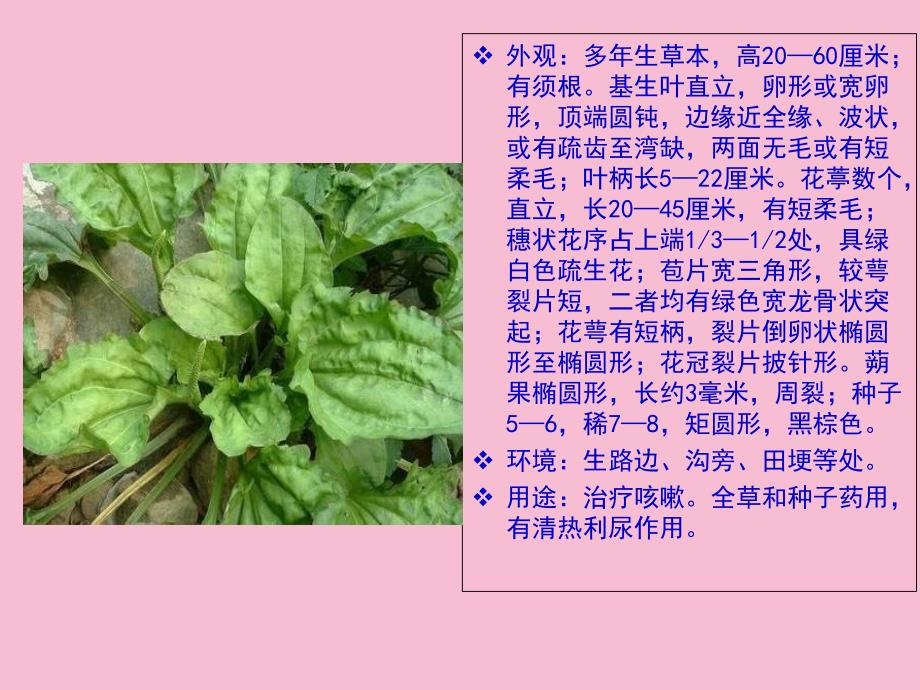 中草药的认识ppt课件_第2页