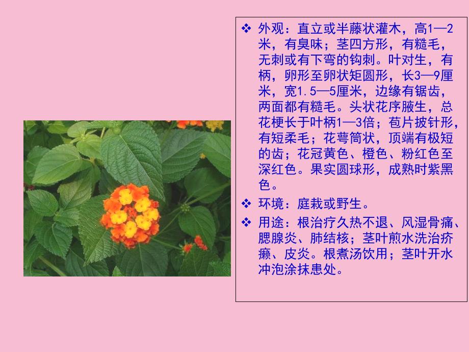 中草药的认识ppt课件_第4页