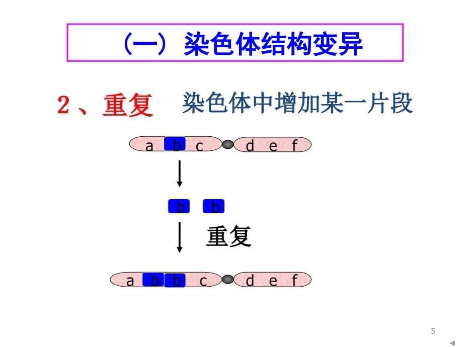 染色体变异ppt课件_第5页