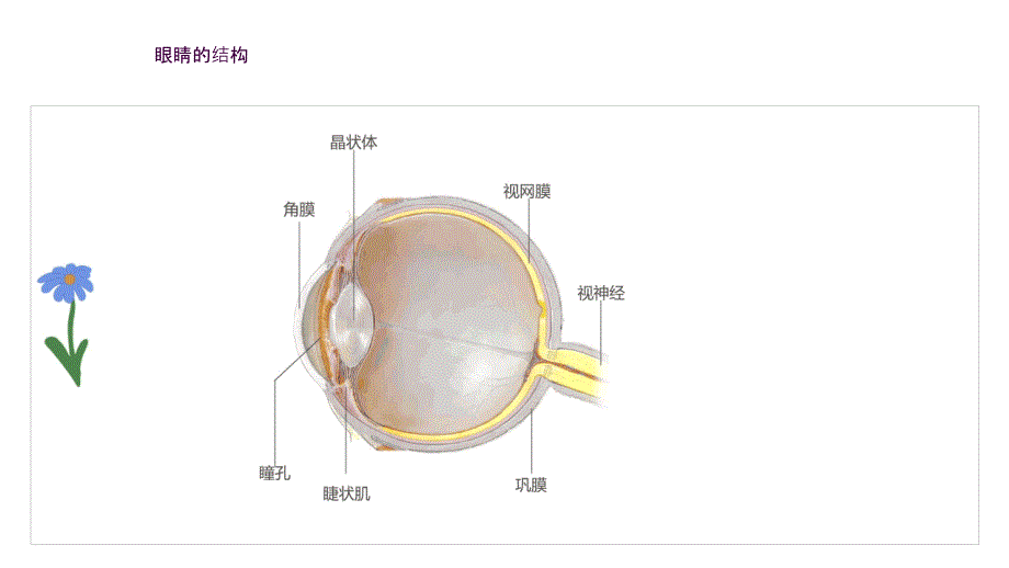 探索眼睛奥秘科学防控近视ppt课件_第4页