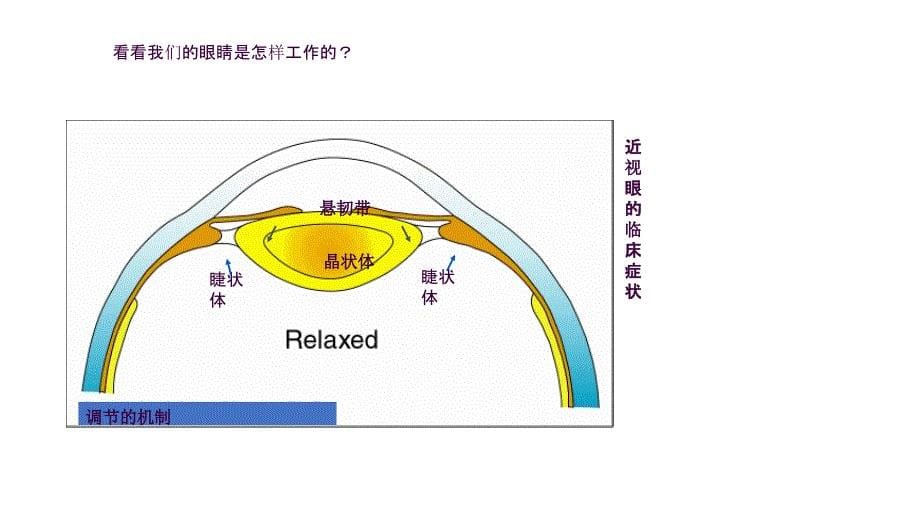 探索眼睛奥秘科学防控近视ppt课件_第5页