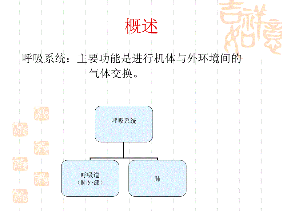 呼吸系统解剖PPT课件_第2页