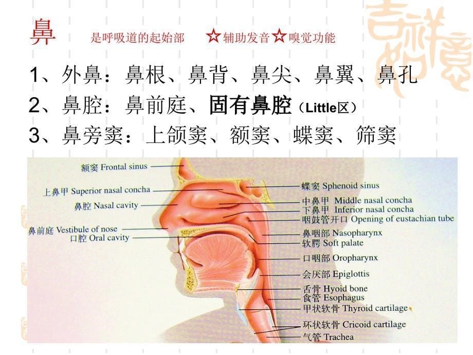 呼吸系统解剖PPT课件_第5页