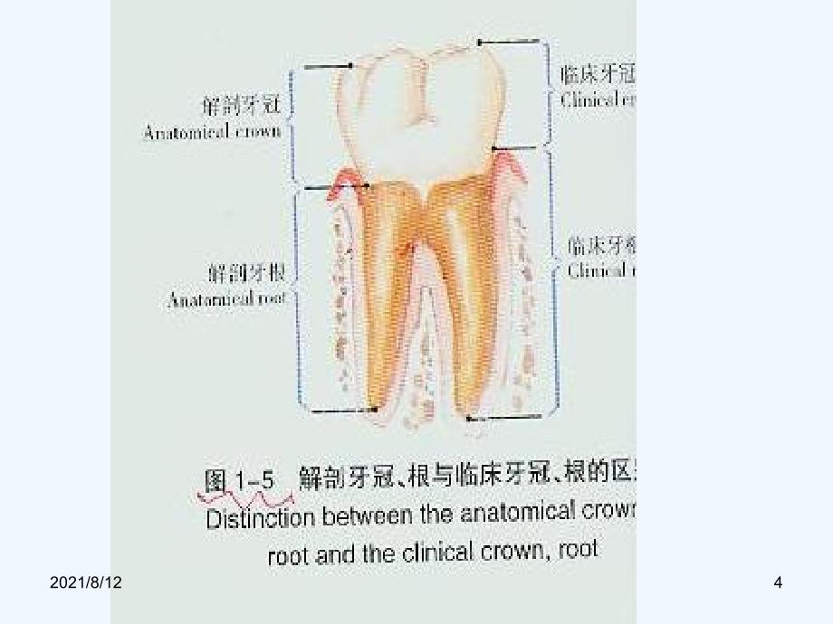 口腔解剖生理图谱！讲座_第4页