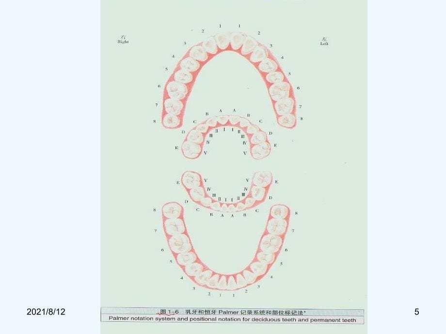 口腔解剖生理图谱！讲座_第5页