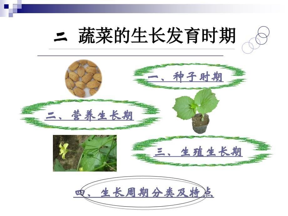 第一章第二节蔬菜的生长发育1_第5页