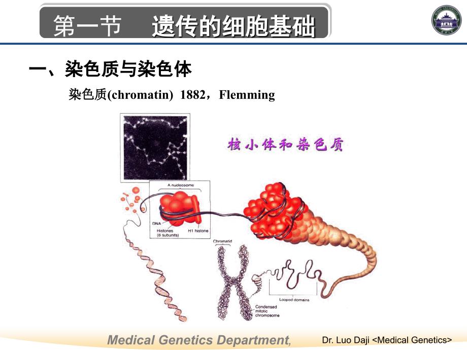 遗传的细胞与分子基础_第3页