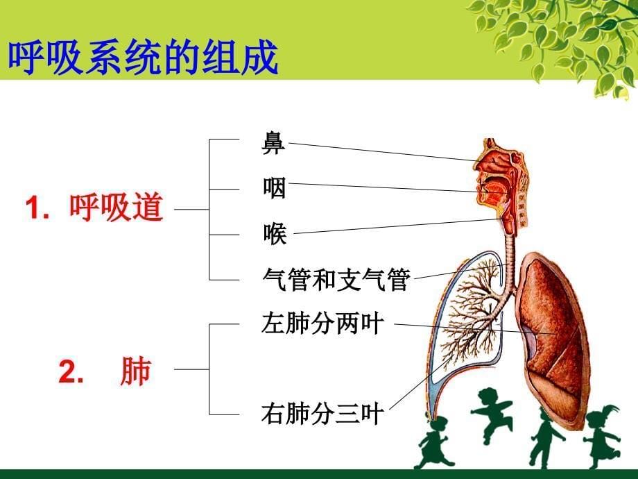 学前儿童卫生与保育第三节呼吸系统_第5页