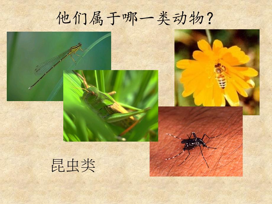 小学二年级自然科学常识课-认识动物种类_第4页