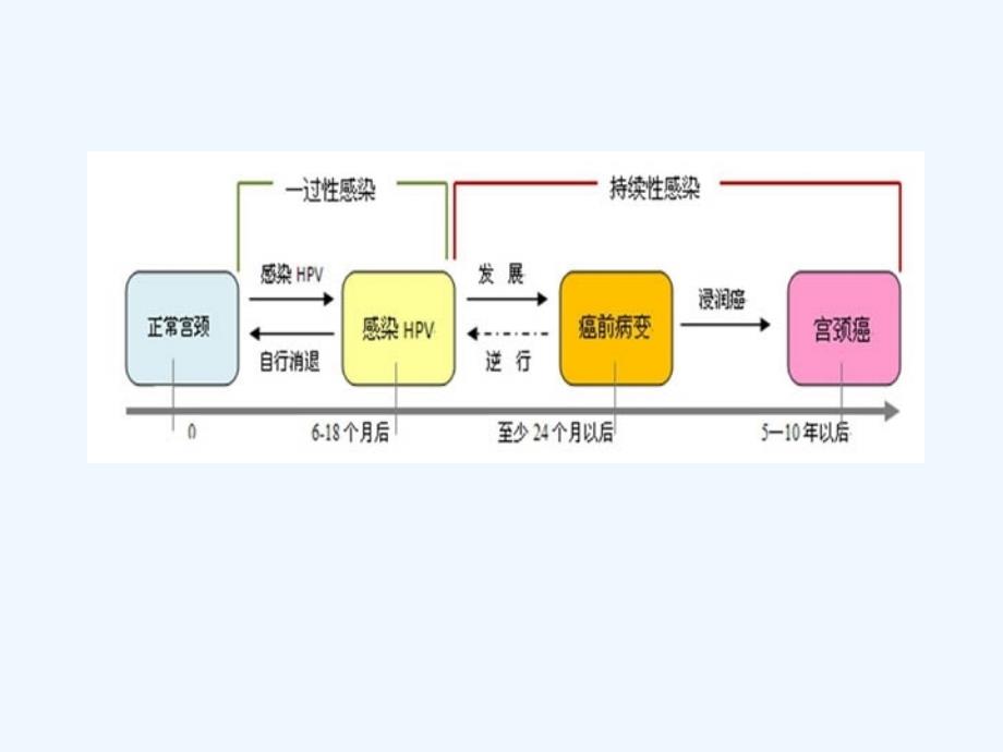 宫颈鳞状上皮增生显著课件_第4页