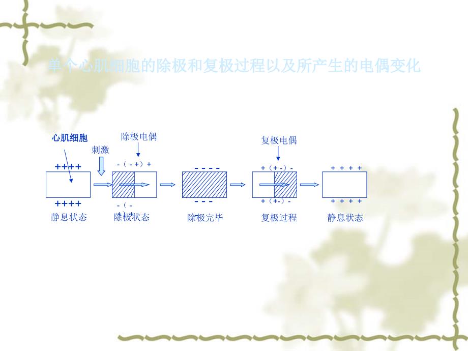 心电图诊断学.ppt_第4页