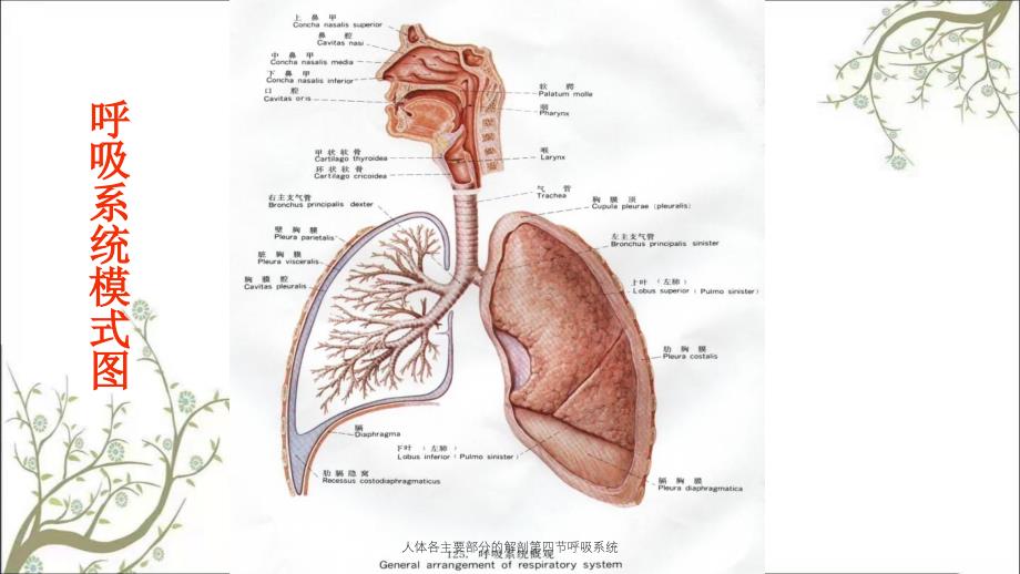 人体各主要部分的解剖第四节呼吸系统_第3页