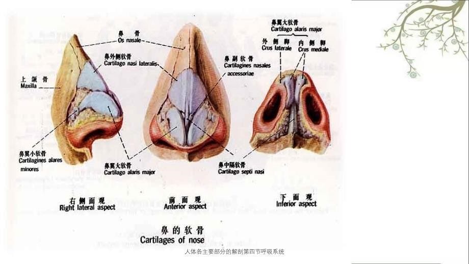 人体各主要部分的解剖第四节呼吸系统_第5页