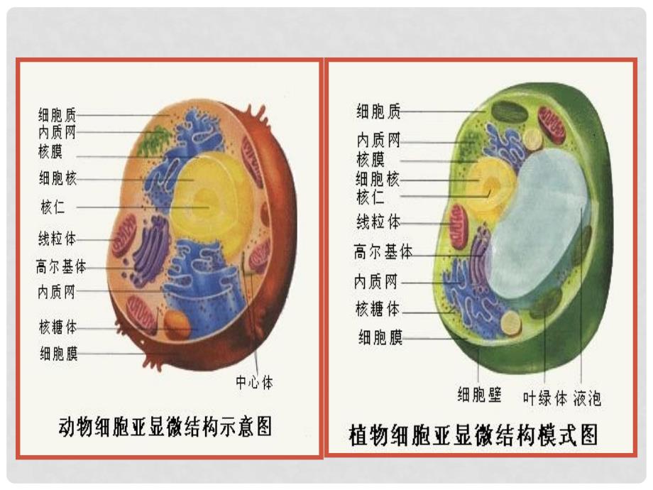 浙江省新安江中学高三生物《细胞质》课件2_第2页