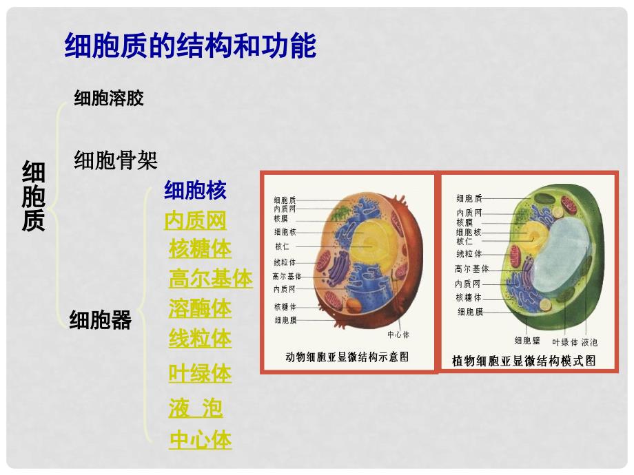 浙江省新安江中学高三生物《细胞质》课件2_第3页