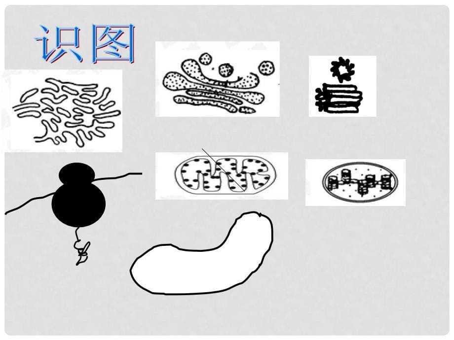 浙江省新安江中学高三生物《细胞质》课件2_第5页