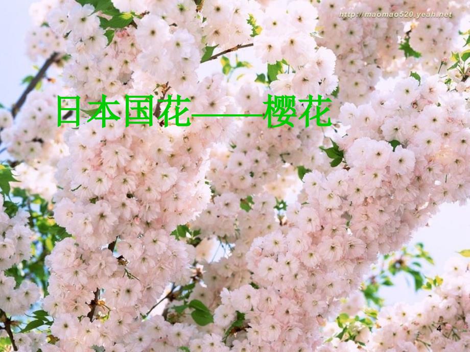 八年级上册音乐雪绒花PPT_第4页