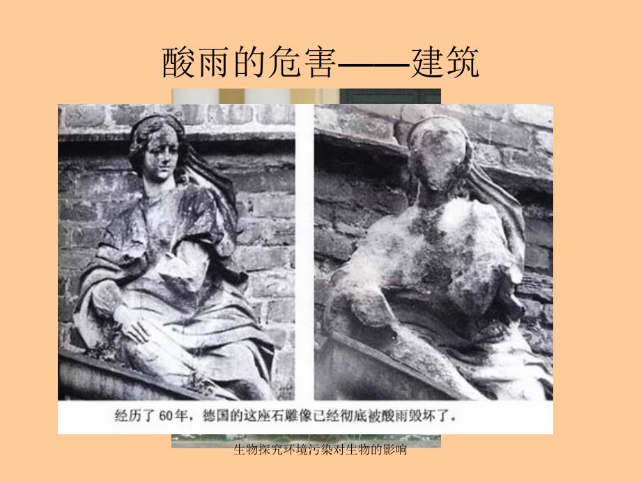 生物探究环境污染对生物的影响课件_第3页