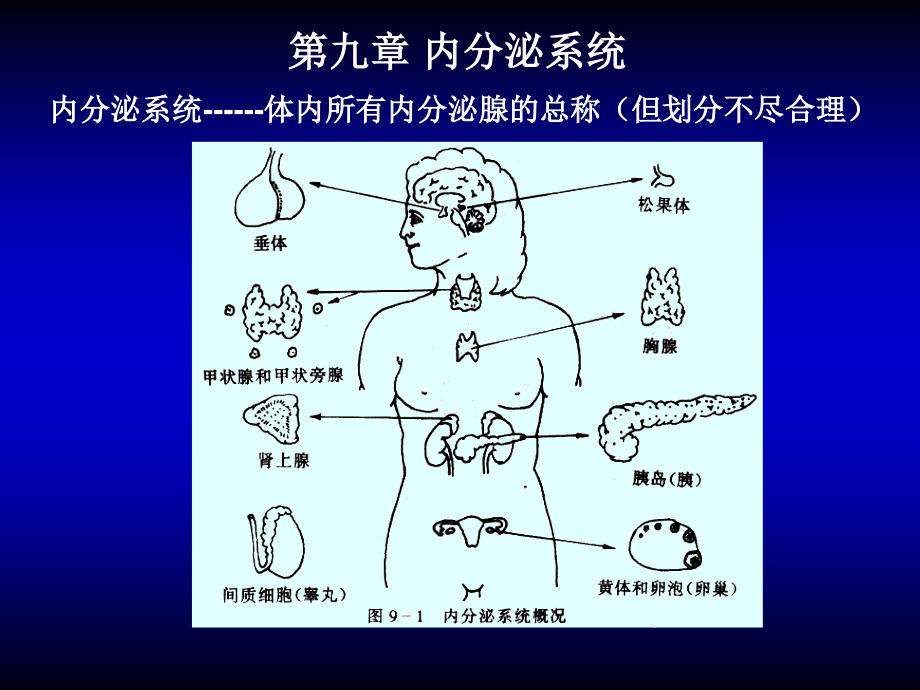 人体组织学与解剖学：09-内分泌系统_第1页