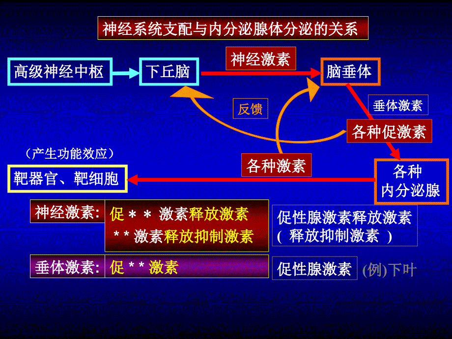 人体组织学与解剖学：09-内分泌系统_第4页