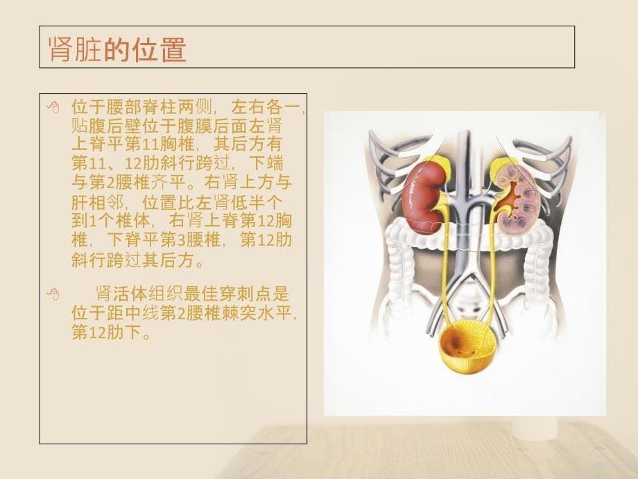 肾脏的基本解剖和生理_第5页