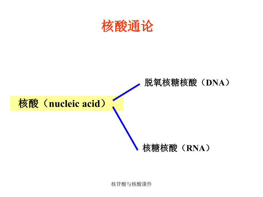 核苷酸与核酸课件_第2页