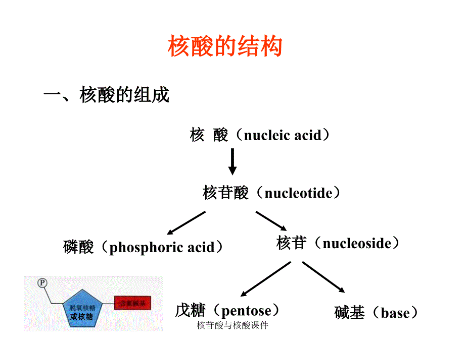 核苷酸与核酸课件_第3页