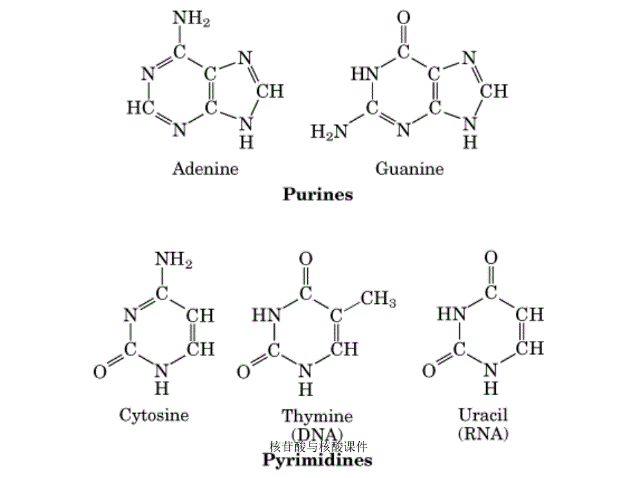 核苷酸与核酸课件_第4页