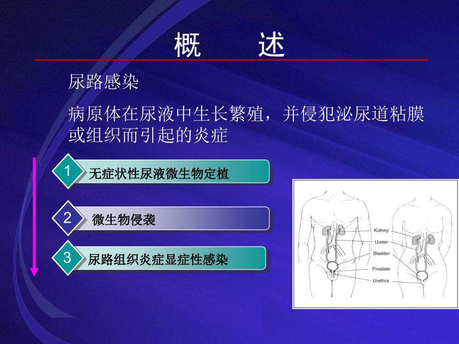 尿路感染的诊断与实验室诊断讲稿_第4页