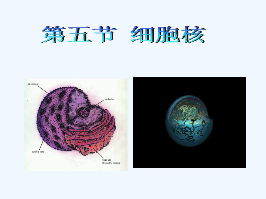 细胞生物学第三章第五节细胞核_第1页