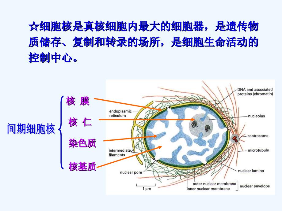 细胞生物学第三章第五节细胞核_第2页