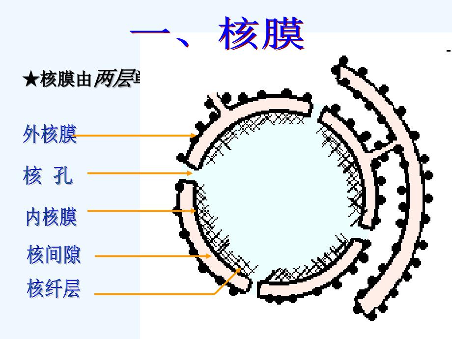 细胞生物学第三章第五节细胞核_第3页