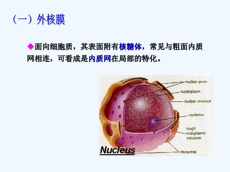 细胞生物学第三章第五节细胞核_第4页