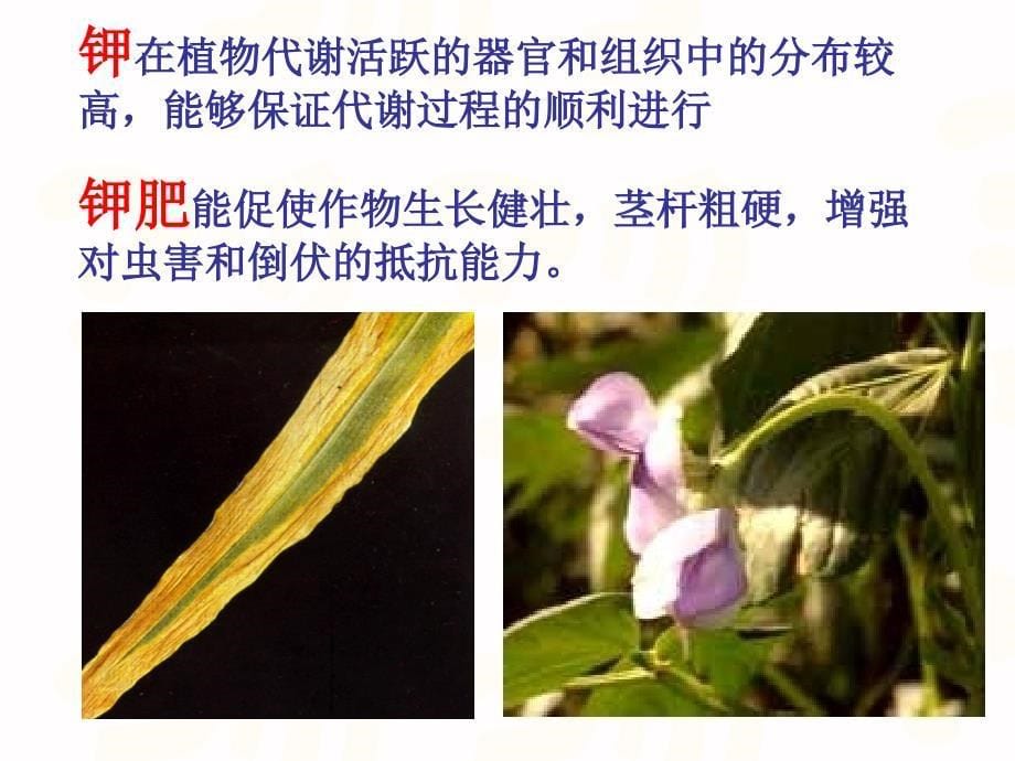 课题2　化学肥料 (4)_第5页