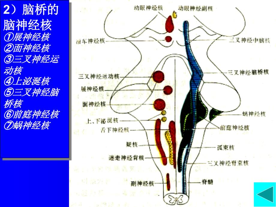 神经解剖脑干内部结构_第3页